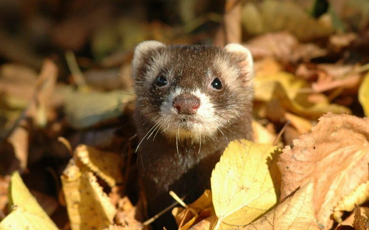 Лесной хорь. Хорь Лесной Mustela putorius. Лесной хорёк. Хорёк Лесной фото.