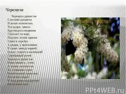 Стих черемуха 3 класс