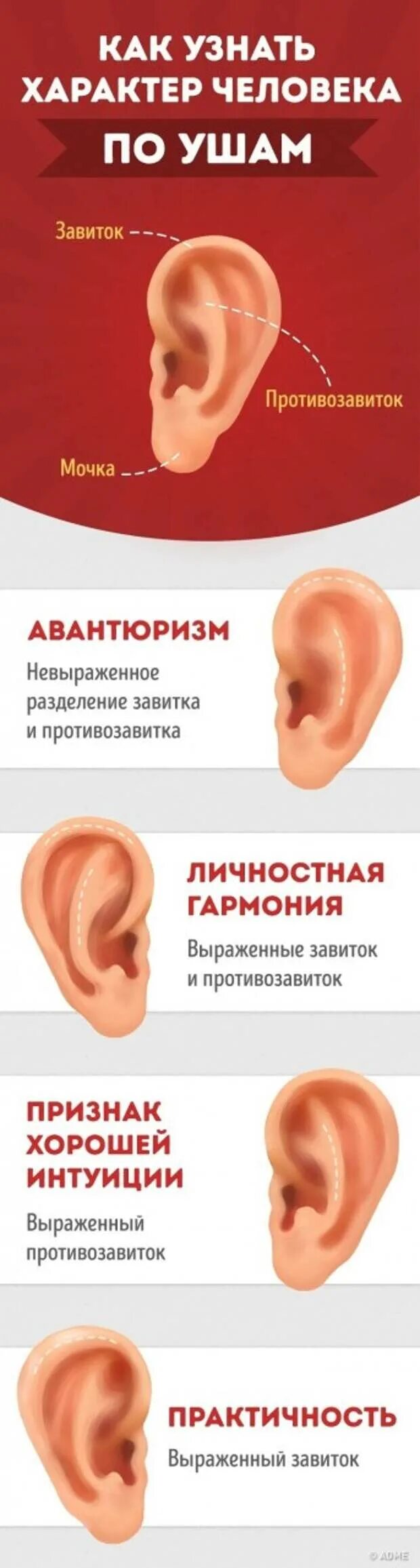 Форма ушей физиогномика. Характер по мочке ушей. Что нам уши говорят. Интересные факты про уши и слух. Что нам уши говорят.