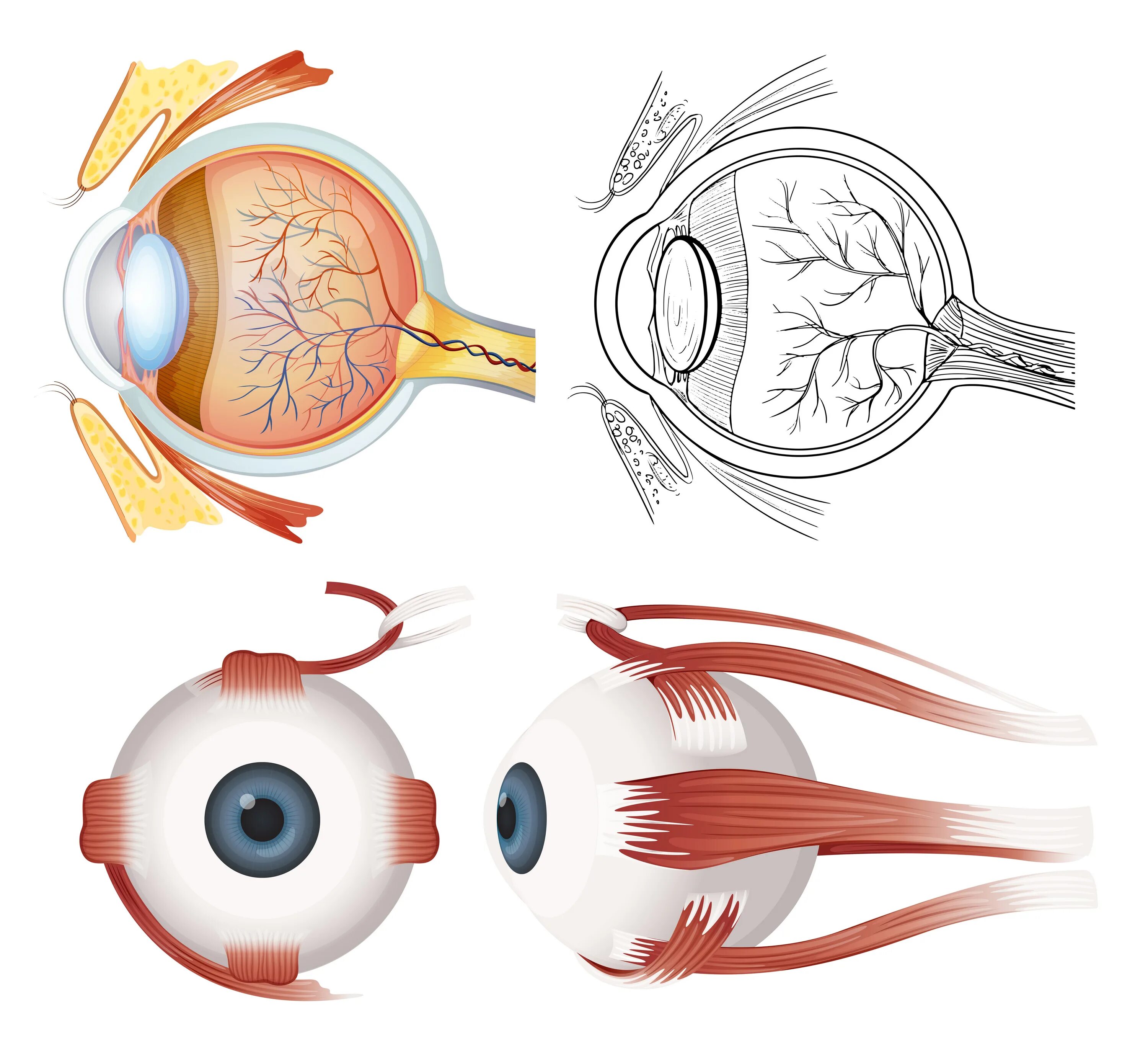 Глазное яблоко анатомия. Глаз в разрезе. Глазное яблоко в разрезе. Глаз человека.