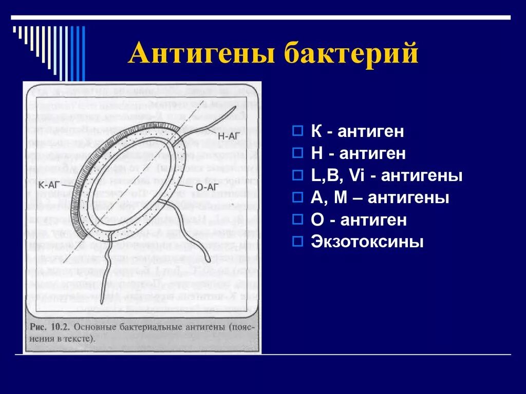 Антигенные свойства бактерий. Антигены бактерий. Основные антигены бактерий. Антигены бактериальной клетки. Виды антигенов микроорганизмов.