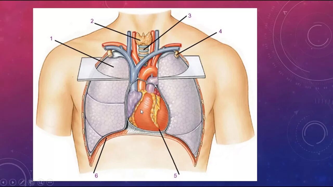 Дом где находится сердце. Расположение сердца анатомия. Анатомическое расположение сердца у человека.