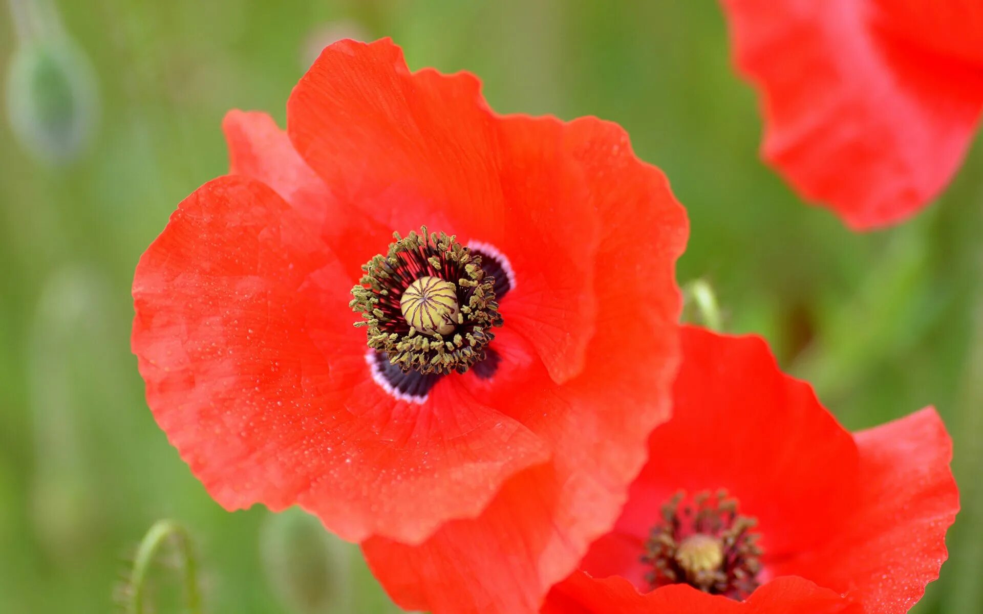 Мак крупный. Мак papaver. Мак papaver. Мак-самосейка; мак павлиний; мак голостебельный;. Красивые маки.