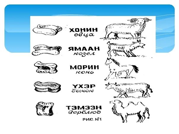 Монгольская игра Шагай наадан. Кости Шагай наадан. Шагай наадан рисунок. Шагай наадан Мори Урилдаан. Имя шагай