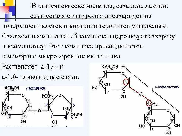 Фермент сахараза биохимия. Сахаразо-изомальтазный комплекс реакции. Расщепление дисахаридов схема мальтаза сахараза. Амилаза мальтаза лактаза. Ферменты дисахариды