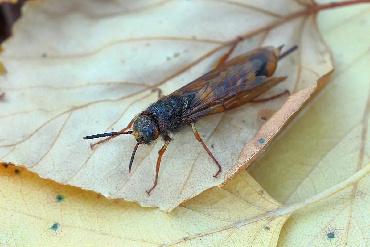 Рогохвост urocerus gigas. Жук рогохвост. Рогохвост хвойный. Еловый рогохвост. Хвойный рогохвост.