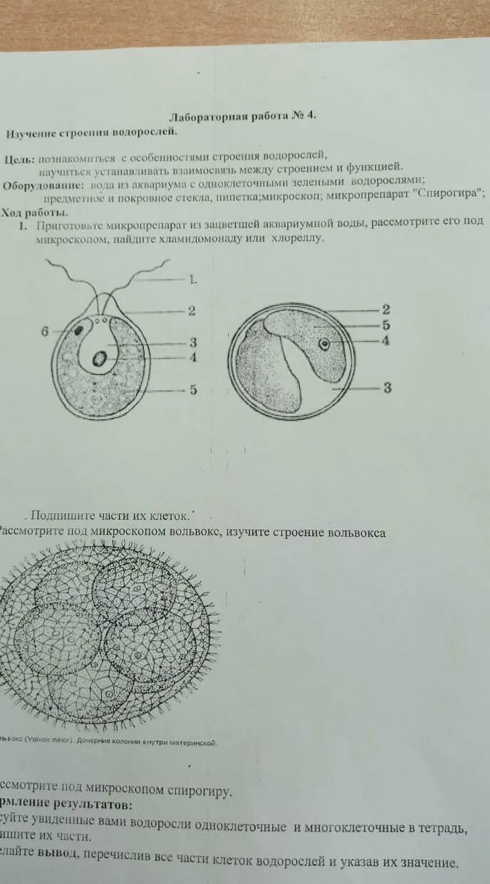 Биология 9 класс лабораторная 3. Лабораторная работа по биологии. Лабораторная по биологии 6 класс. Лабораторная работа 6 биология. Лабораторная работа 4 по биологии.