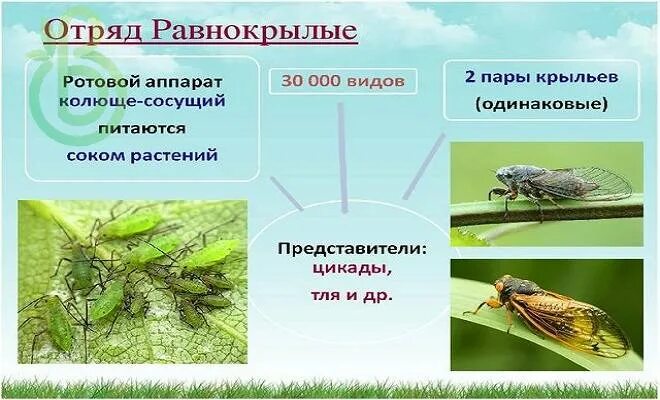 Отряд равнокрылые представители. Отряд равнокрылые подотряды. строение равнокрылых. равнокрылые особенности строения.