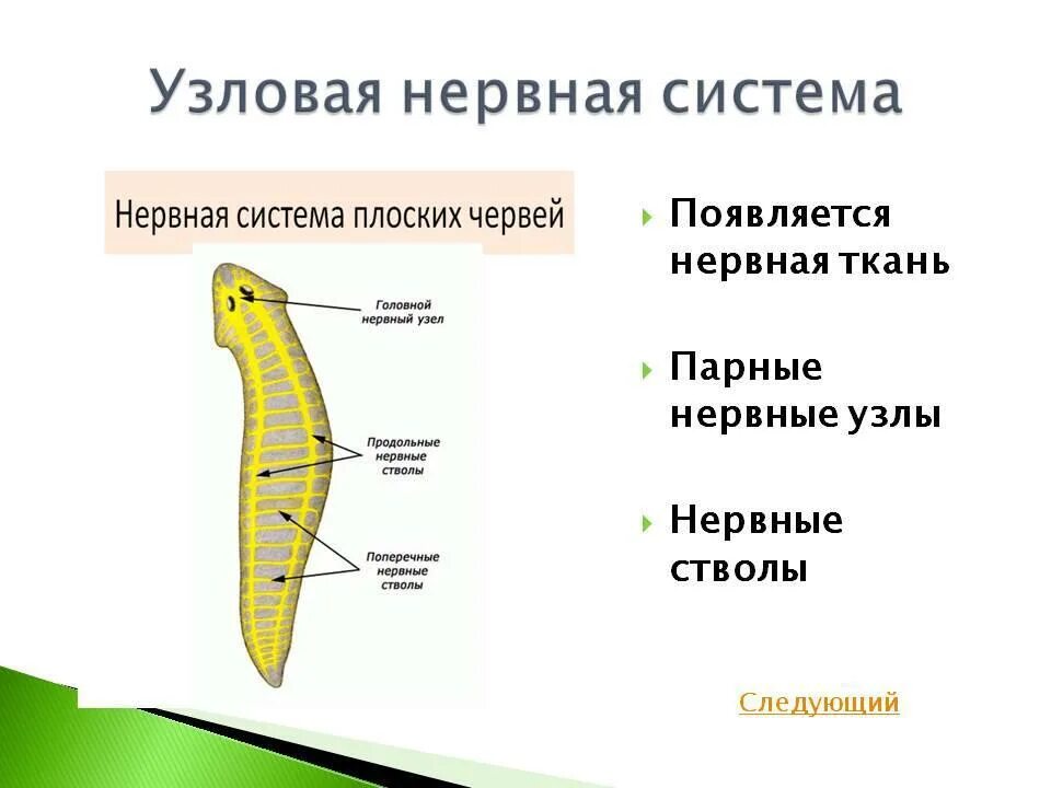 Диффузно разбросанная нервная система. Узловая нервная система схема. Нервная система узлового типа. Условая нервная система. Типы нервных систем узлового типа.