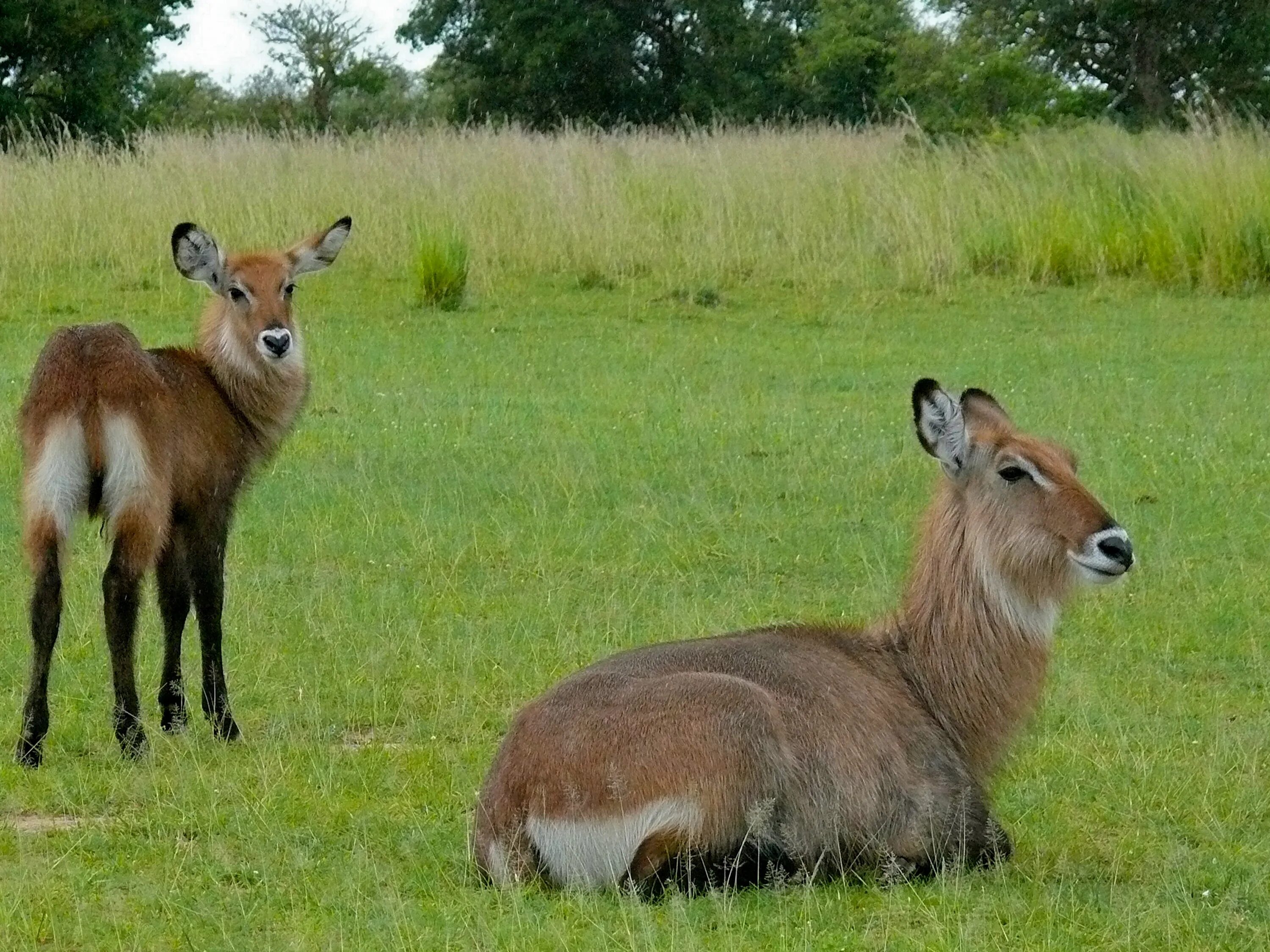 Водяные козлы. Defassa Waterbuck. Карликовая антилопа 5 букв. Водяной козел.