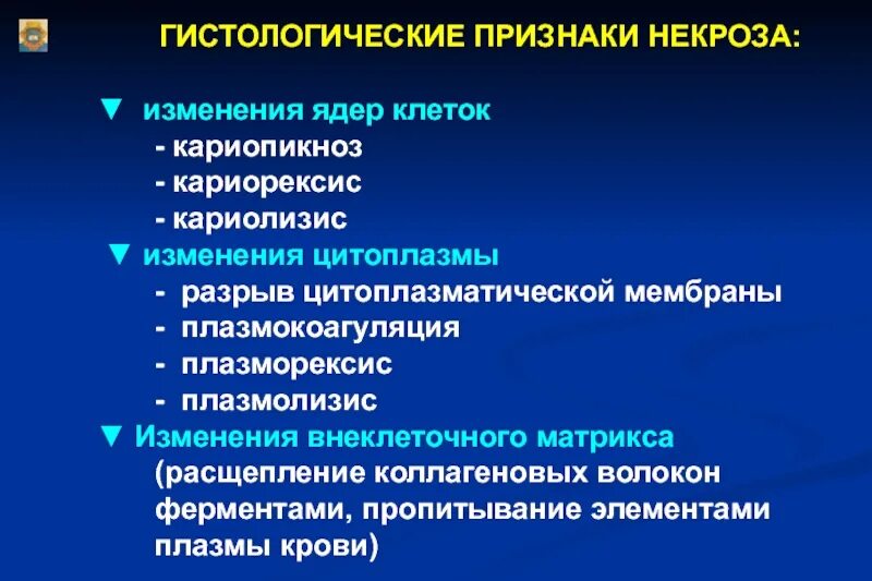 Кариопикноз это. Признаки некроза изменение ядра. Гистологические признаки некроза. Стадии изменения ядра при некрозе. Изменение цитоплазмы при некрозе.