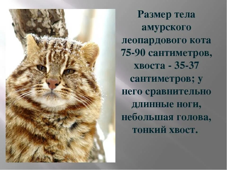 Кот-воевода дозором обходит владения свои... Пикабу