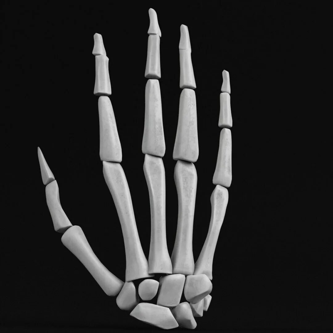 Кисть 3d модель. 3d модель кисти руки. Кости руки. Рука скелета 3д модель. Hand bone