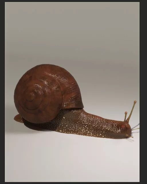 Snail message. Улитка 21