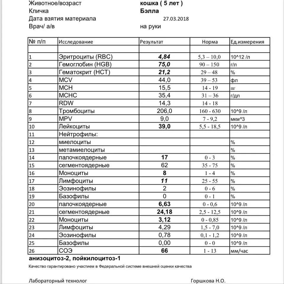 Эозинофилы в крови у кошки