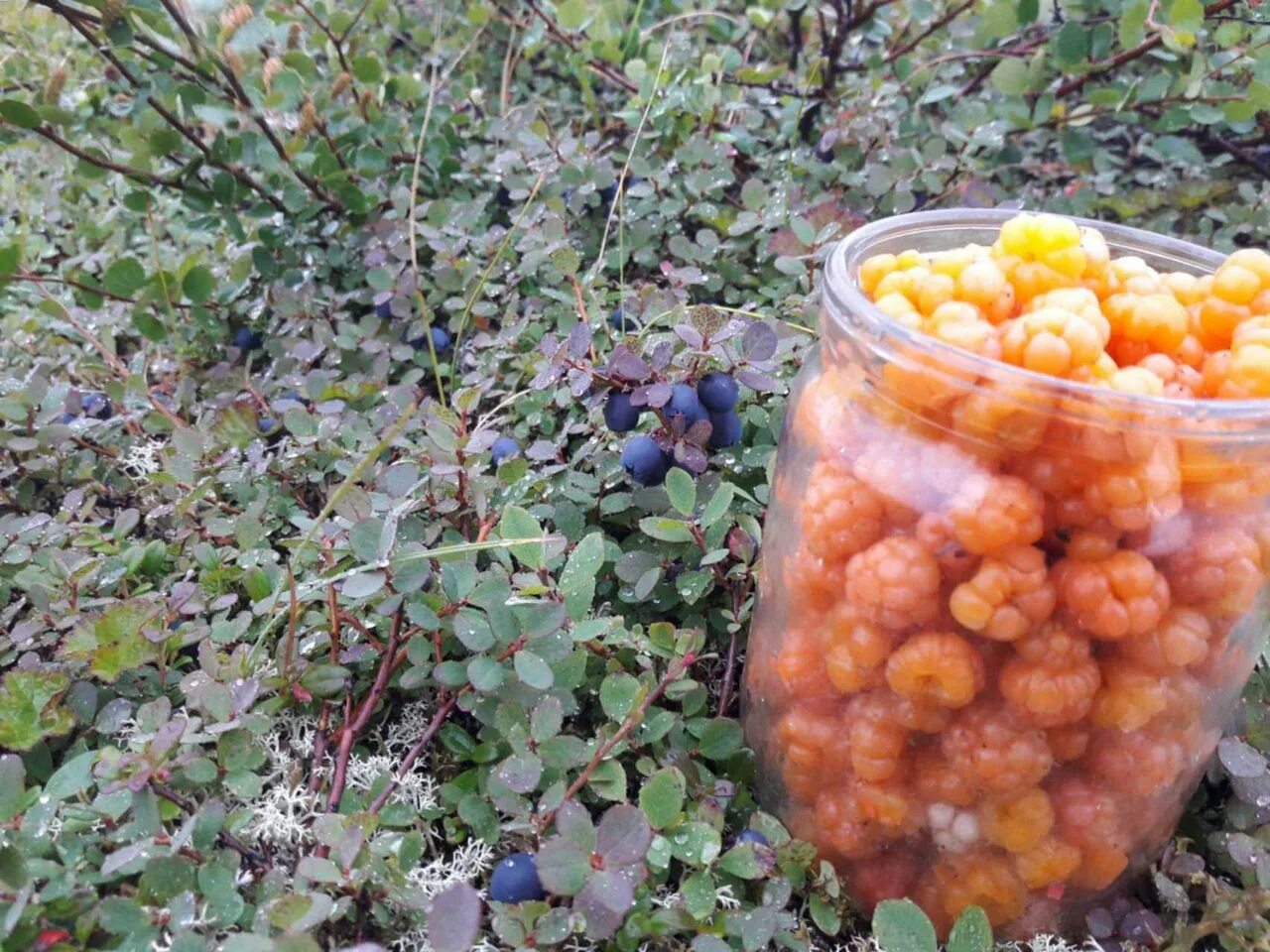 Морошка в тундре. Чашелистики морошки полезные свойства. Лист морошки. Польза от морошки. Характеристика морошки.