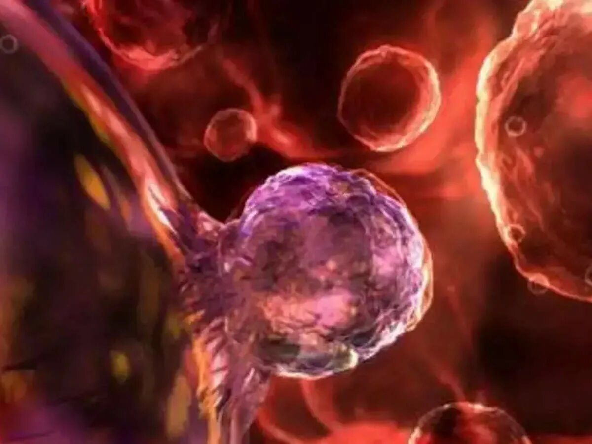 Эмбриональные стволовые клетки человека. Регенерация клеток. Стволовая клетка. Эмбриональная стволовая клетка.