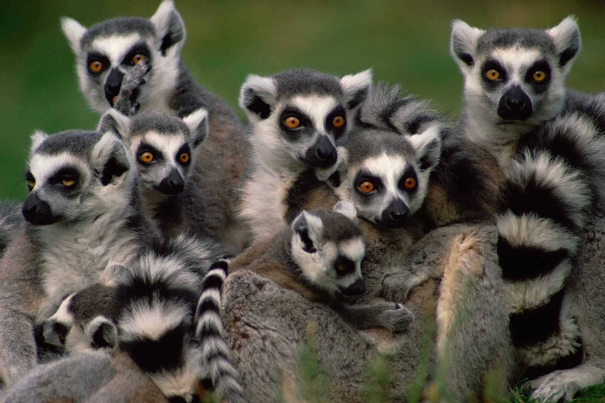 Животный мир группы. Лемур Мадагаскар. Остров Мадагаскар животные лемуры. Кошачий лемур стая. Лемур Морт порода.