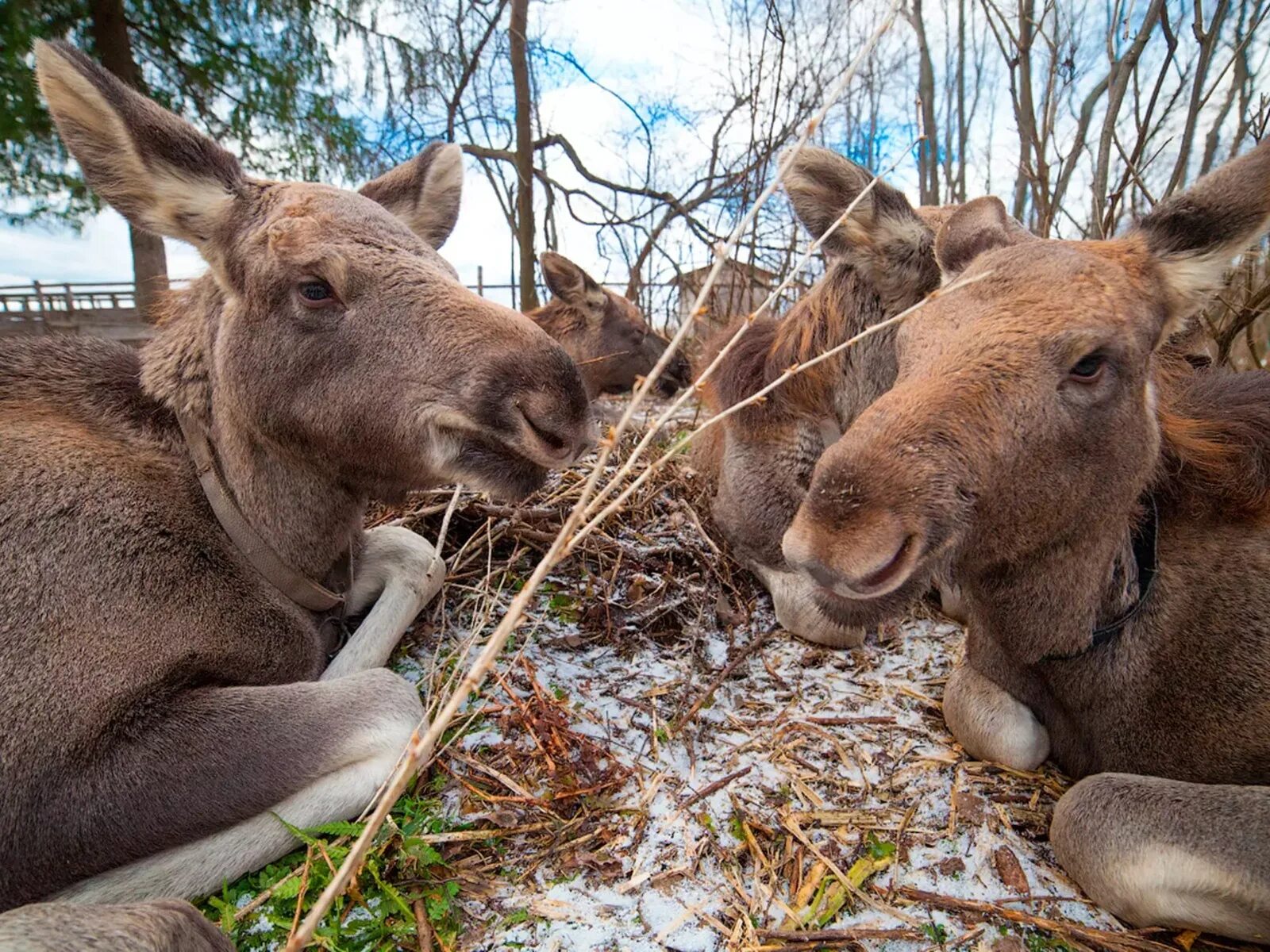 Сумароковская лосеферма кострома. Лосеферма. Лосиная ферма сумароково кострома. Лосеферма. Лосеферма кострома.
