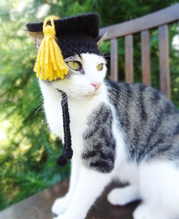 Животные шляпа. Шапочка кошки. Шапка 'кошка'. Кот в шапке. Шапочки для котиков.