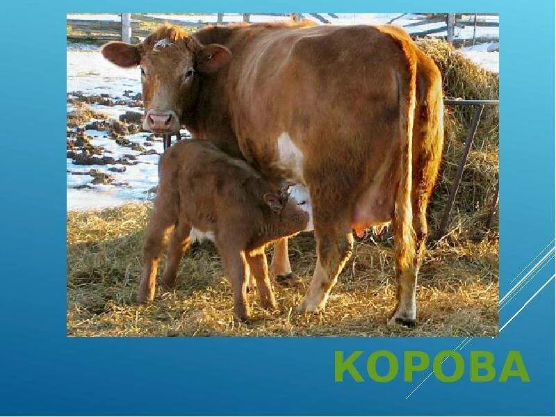 Сколько теленок