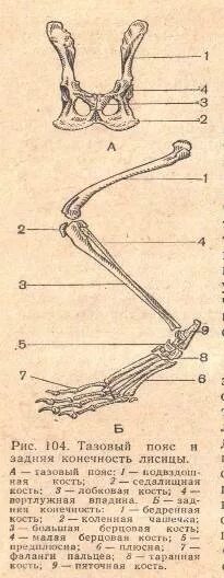 Скелет тазового пояса млекопитающих. Скелет задней конечности млекопитающих. Пояса задних конечностей у млекопитающих тазовые. Скелет задней конечности млекопитающих тазовый пояс кости тазовые и. Скелет парных конечностей
