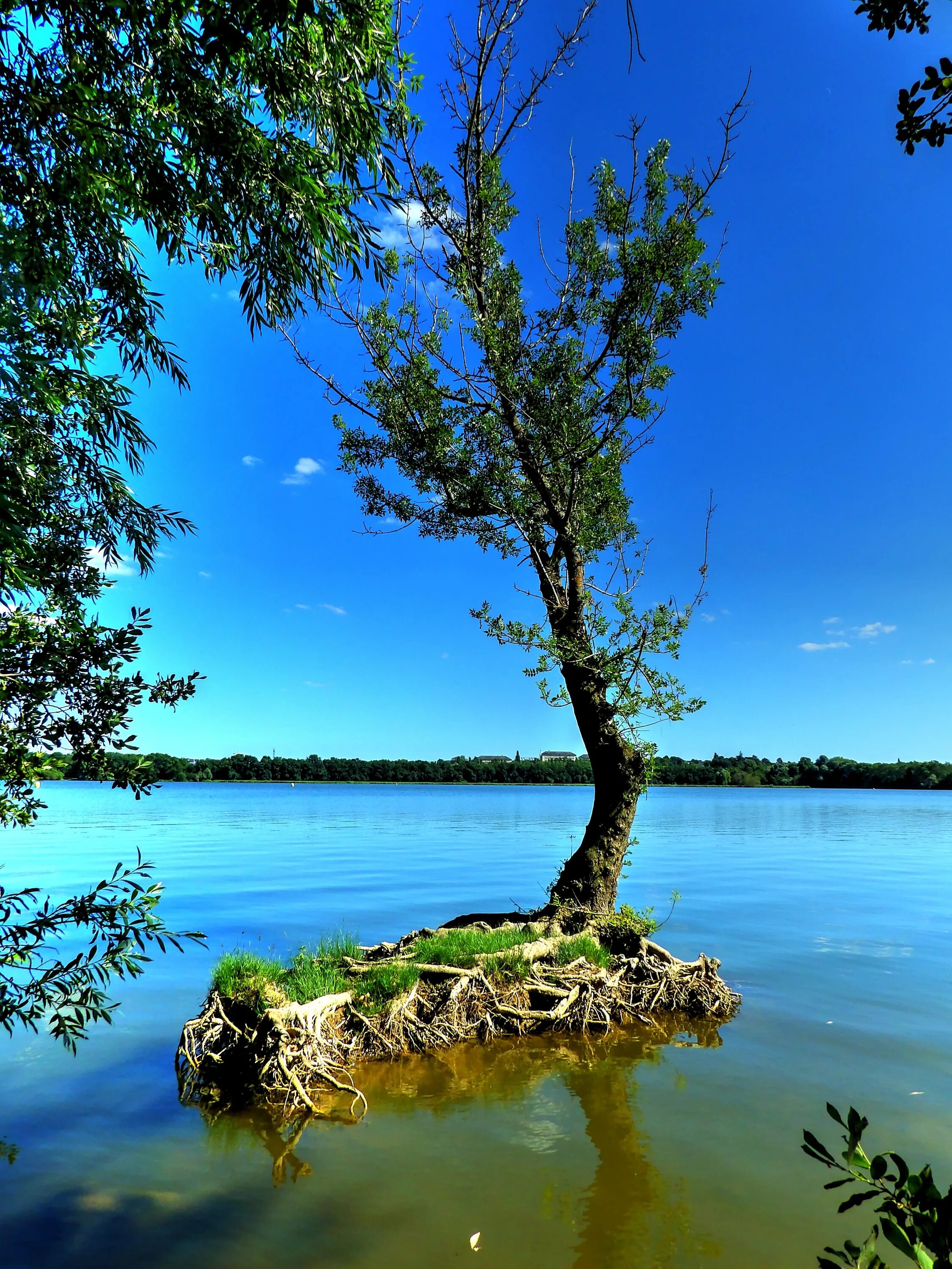 Trees lake