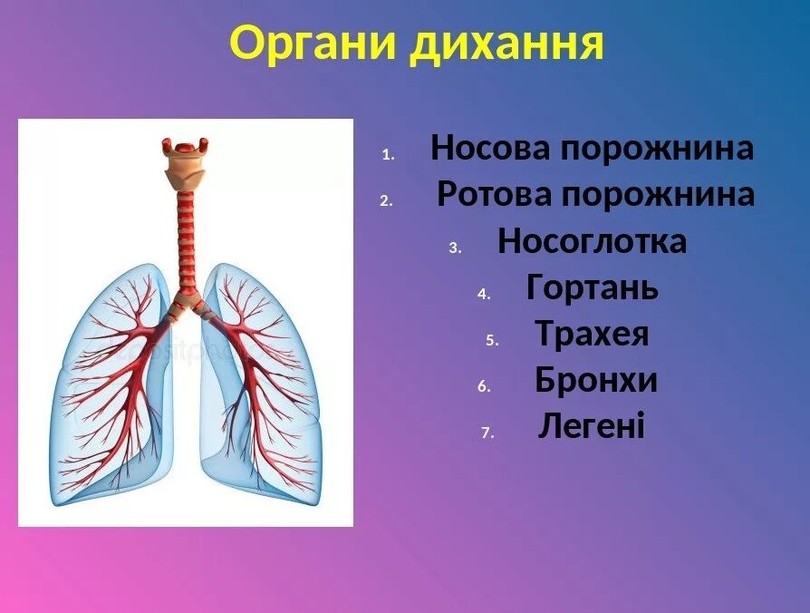 Зарисовать дыхательную систему