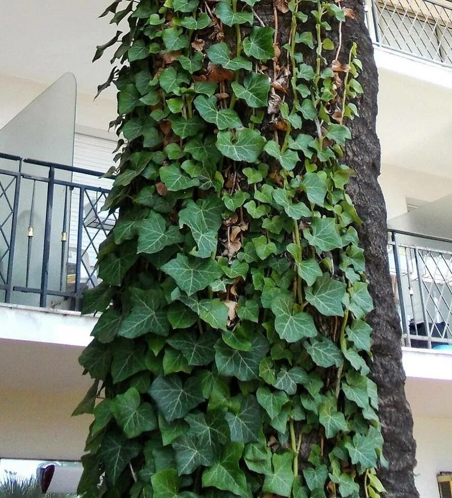 Плющ Hedera Helix. Плющ Hibernica. Гибкий плющ