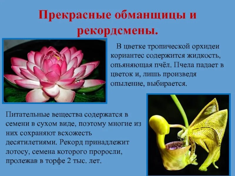 Презентацию самые самые растения. Рекорды в мире растений. Рекорды в мире растений. Необычные растения информация. Презентацию самые самые растения.