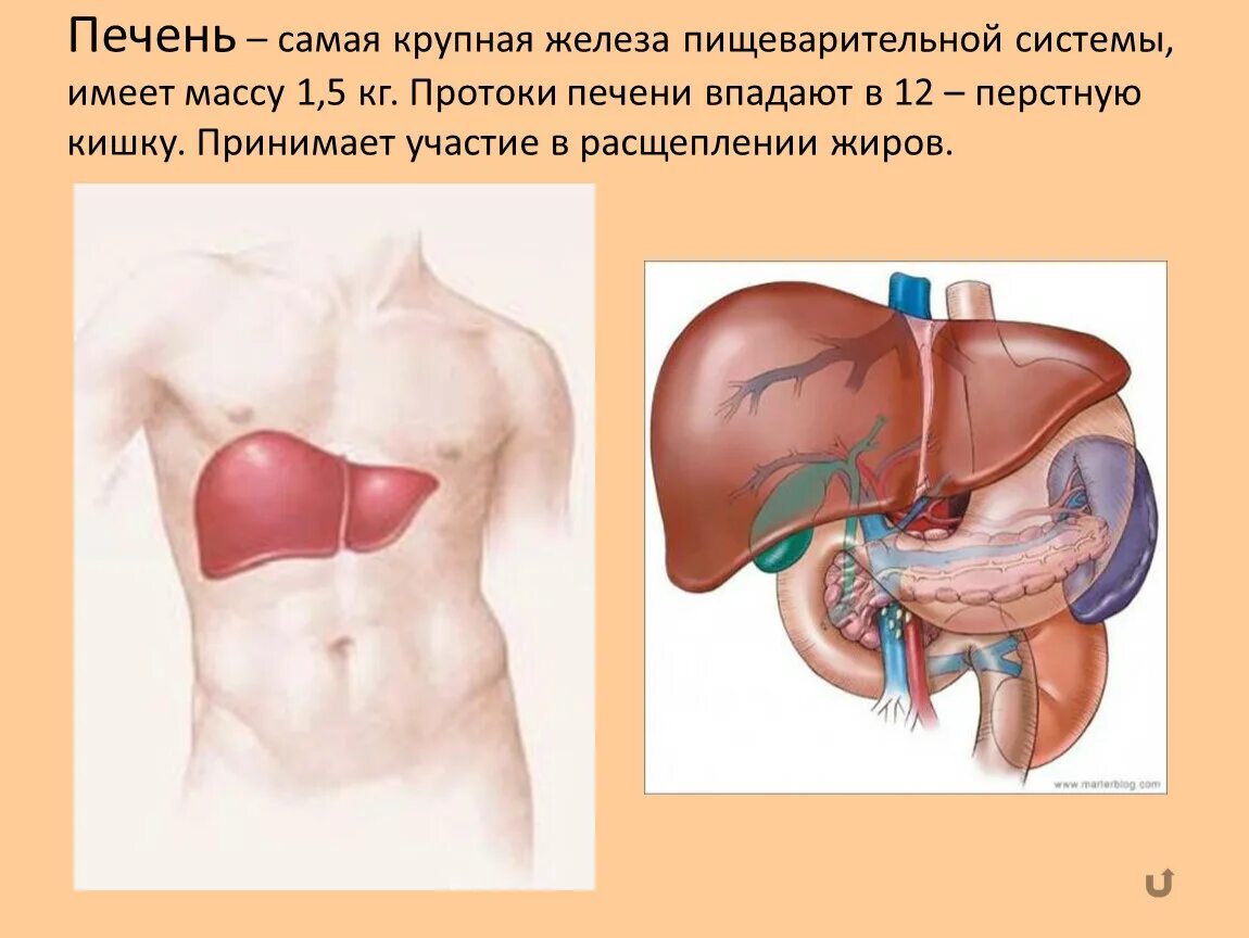 Печень самая крупная. Печень пищеварительная система. Анатомическое строение печени в пищеварительной системе. Пищеварительные железы строение печень. Печень анатомия в системе человека.