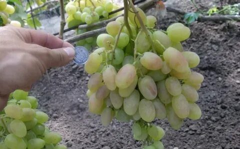 Виноград днепровский