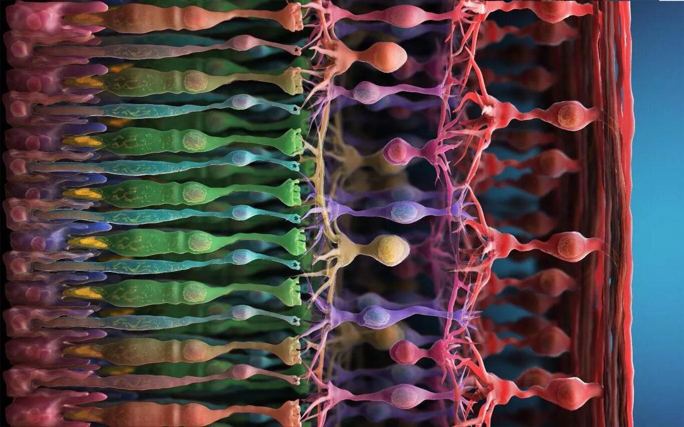 Сетчатка глаза. Клетки сетчатки. Микроскопическое строение сетчатки.