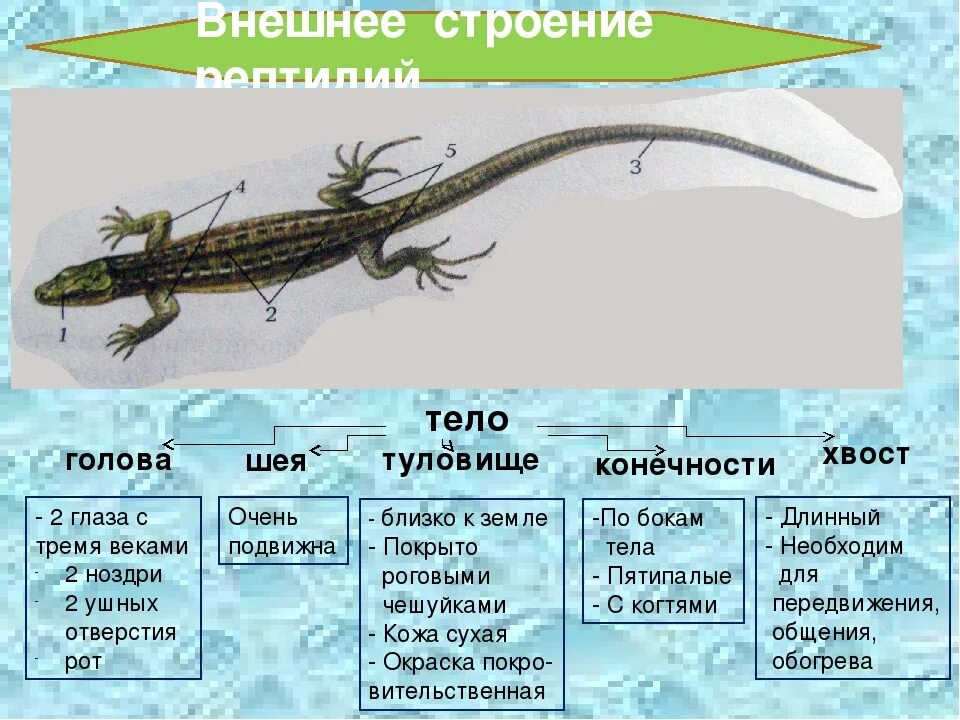 Какую среду обитания освоила ящерица впр. Пресмыкающиеся биология строение. Внешнее строение рептилии 7 класс биология. Класс пресмыкающиеся внешнее строение. Внешнее строение пресмыкающихся 7 класс биология таблица.