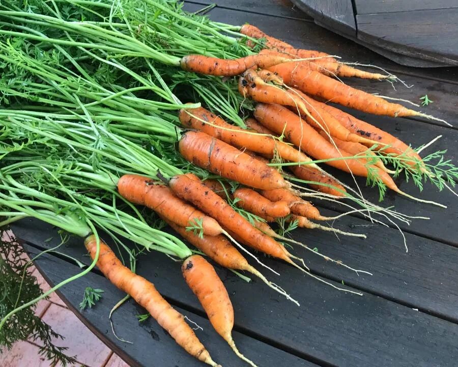 Морковь дикая купить