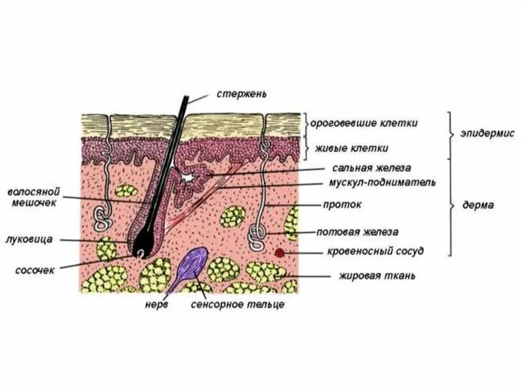 Слои кожи схема. Строение кожи три слоя. Покровы тела человека схема. Слой кожи 1)  эпидермис 2)  дерма.