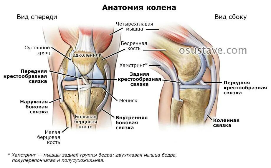 Связка называться. Строение мышц колена спереди. Вид спереди коленного сустава симптомы. Строение колена у человека спереди. Коленный сустав правый вид спереди и сбоку.