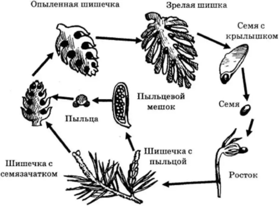 Размножение хвойных шишек