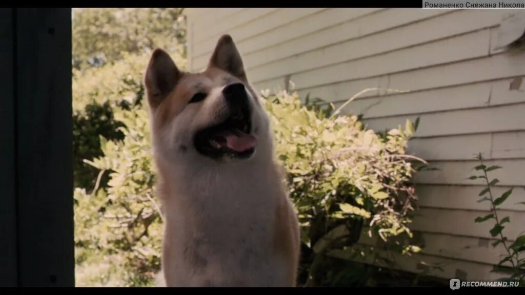 Дом хатико. Дом хатико. Дом хатико. Хатико в детстве. Хатико самый верный друг.