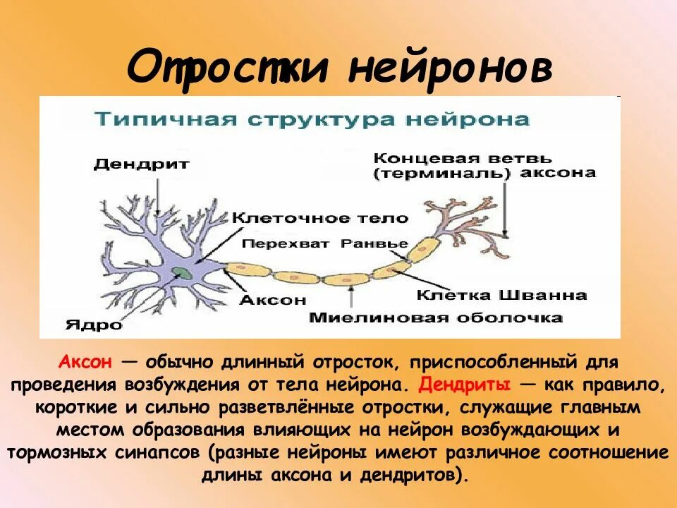 Структура нейрона. Строение нейрона. Строение биологического нейрона. Аксон нейрона.