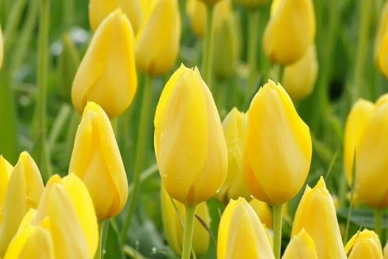 Тюльпан эн нови сан. Тюльпан сан луис. Tulipa novi sun. Сорта тюльпанов novisun. Tulipa novi sun.