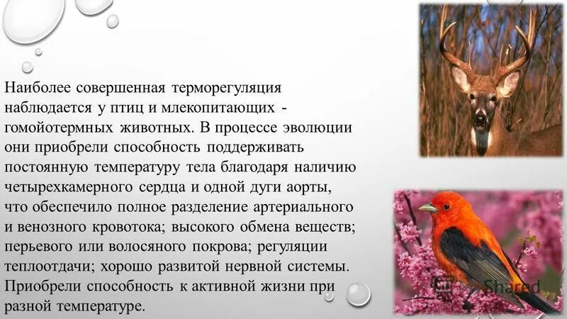 Температура тела животного млекопитающих. Температура тела животного млекопитающих
