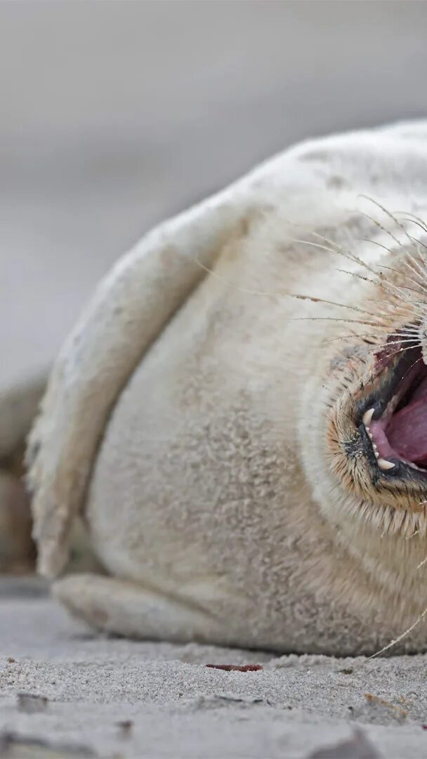 The little seal is laughing at us. Обыкновенный тюлень. Тюлень спит. Морской котик улыбается. Тюлень улыбается.