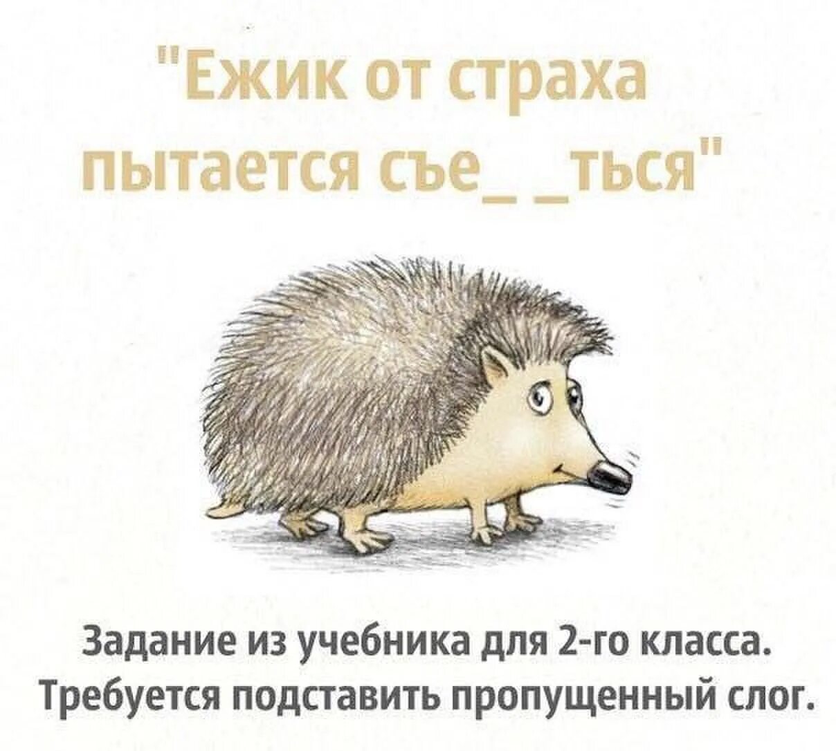 Ежик от страха. Ежик съежился. Ёжик от страха пытается съе_ться. Юмор про ежа. Ежик научился дышать попой