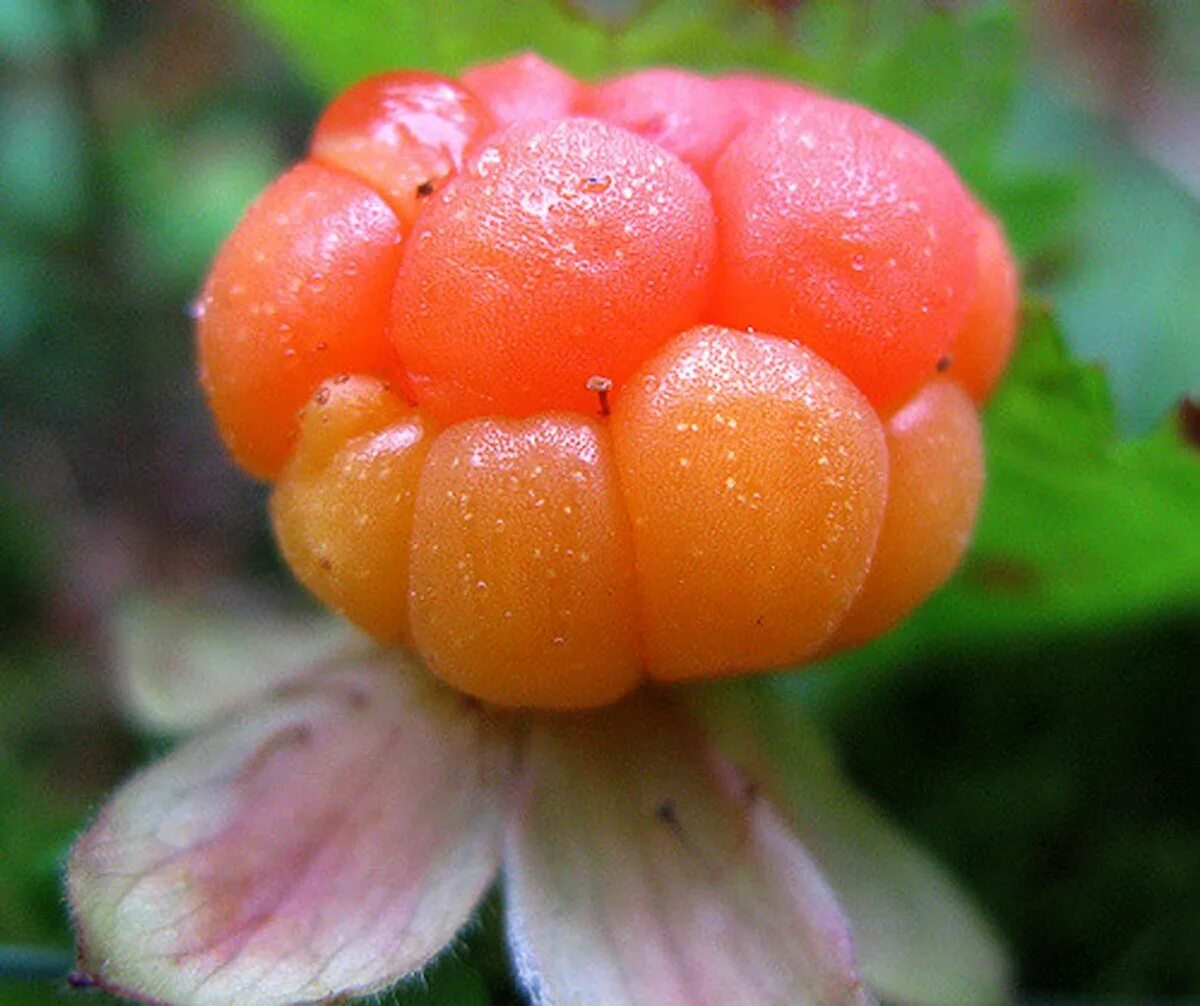 Морошка Арктическая. Северная ягода Морошка. Морошка (Rubus chamaemorus). Морошка синяя.