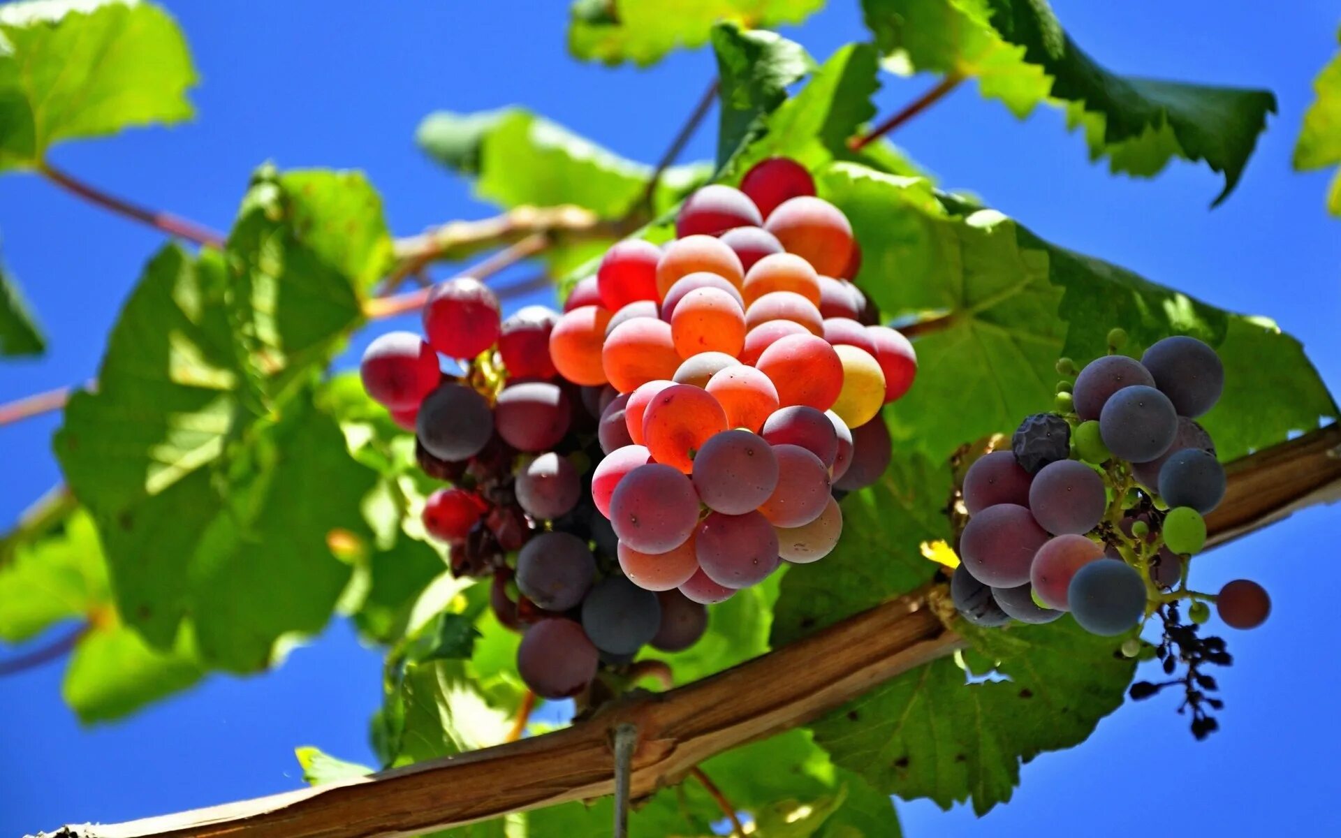 Молдова гроздь винограда. Виноградники гроздями винограда. Виноград ангур. Виноградная гроздь Крым.