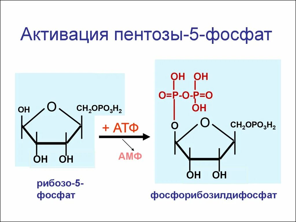Рибозо 5 фосфат ФРПФ. Образование рибозо 5 фосфат. Схему образования рибозо-5-фосфата. Синтез гистидина из рибозо 5 фосфат. Синтезируется цепь содержащая рибозу