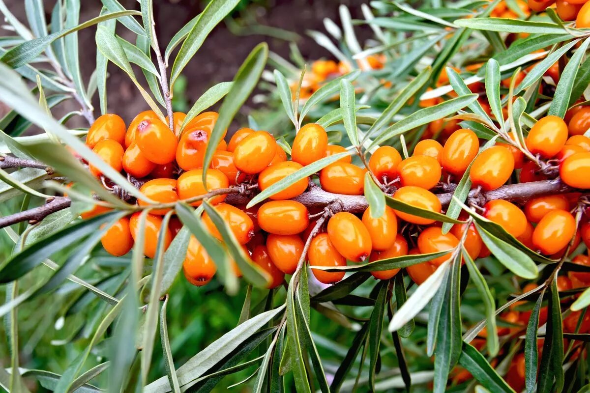 Облепиха на латинском. Sea-Buckthorn (облепиха). Облепиха сорт Афина. Spectrum oblepiha облепиха. Облепиха Адель.