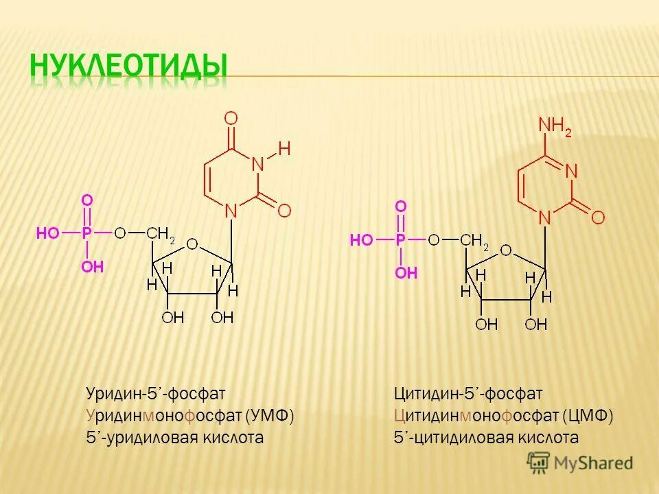 замена нуклеотида. связь нуклеотидов в днк. замена нуклеотида. замена нуклеотида. замена нуклеотида.
