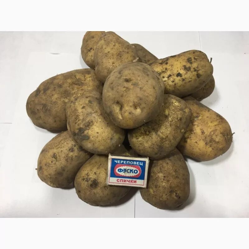 Галла сорт картофеля. Картофель гала калибр 5+. джувел сорт картофеля. картофель juwel. картофель семенной джувел (элита).